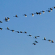 Image for article titled Migrating birds burn up muscles and organs on their long journey